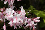 Pink azalea